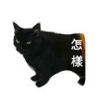 Meow the Black Cat（個別スタンプ：13）