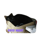 Meow the Black Cat（個別スタンプ：15）