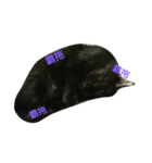 Meow the Black Cat（個別スタンプ：16）