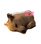good good dog（個別スタンプ：1）