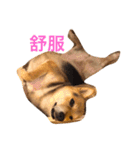 good good dog（個別スタンプ：2）