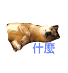 good good dog（個別スタンプ：3）