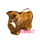 good good dog（個別スタンプ：4）