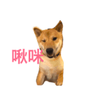 good good dog（個別スタンプ：6）