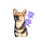 good good dog（個別スタンプ：7）