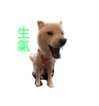 good good dog（個別スタンプ：8）