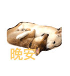 good good dog（個別スタンプ：9）