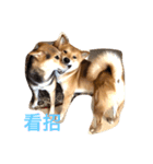 good good dog（個別スタンプ：10）