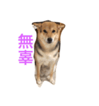 good good dog（個別スタンプ：11）