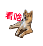 good good dog（個別スタンプ：13）