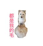 good good dog（個別スタンプ：14）