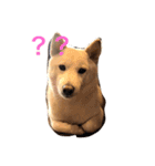 good good dog（個別スタンプ：15）
