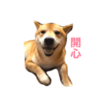 good good dog（個別スタンプ：16）