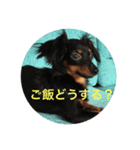 tamafuku（個別スタンプ：3）