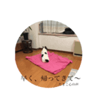 tamafuku（個別スタンプ：8）
