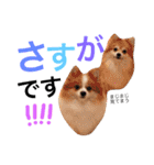 Pomeranian family cocoa＆tororo stamp2（個別スタンプ：7）