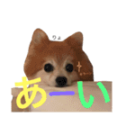 Pomeranian family cocoa＆tororo stamp2（個別スタンプ：9）