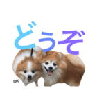 Pomeranian family cocoa＆tororo stamp2（個別スタンプ：12）