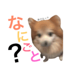 Pomeranian family cocoa＆tororo stamp2（個別スタンプ：13）