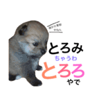 Pomeranian family cocoa＆tororo stamp2（個別スタンプ：24）