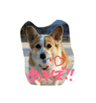 愛犬モコと一緒に♡（個別スタンプ：1）