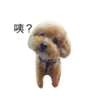 Poodle Teddy（個別スタンプ：4）