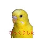 我が家のセキセイインコです（個別スタンプ：3）