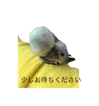 我が家のセキセイインコです（個別スタンプ：6）