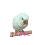 我が家のセキセイインコです（個別スタンプ：9）