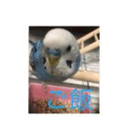 我が家のセキセイインコです（個別スタンプ：19）