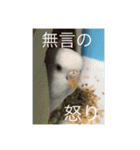 我が家のセキセイインコです（個別スタンプ：21）