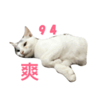9x4=36（個別スタンプ：5）