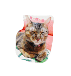 Aunt's Cats（個別スタンプ：1）
