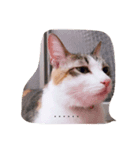 Aunt's Cats（個別スタンプ：2）