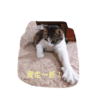 Aunt's Cats（個別スタンプ：3）