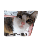 Aunt's Cats（個別スタンプ：4）