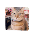 Aunt's Cats（個別スタンプ：5）