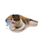 Aunt's Cats（個別スタンプ：6）