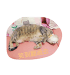 Aunt's Cats（個別スタンプ：7）