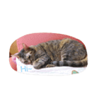 Aunt's Cats（個別スタンプ：8）