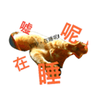 JANG HOME CATs Two（個別スタンプ：1）