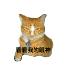 JANG HOME CATs Two（個別スタンプ：2）