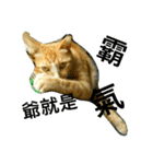 JANG HOME CATs Two（個別スタンプ：6）