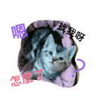 JANG HOME CATs Two（個別スタンプ：7）