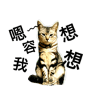 JANG HOME CATs Two（個別スタンプ：8）