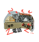 JANG HOME CATs Two（個別スタンプ：9）