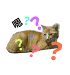 JANG HOME CATs Two（個別スタンプ：10）