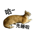 JANG HOME CATs Two（個別スタンプ：11）