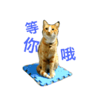JANG HOME CATs Two（個別スタンプ：12）
