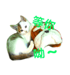 JANG HOME CATs Two（個別スタンプ：13）